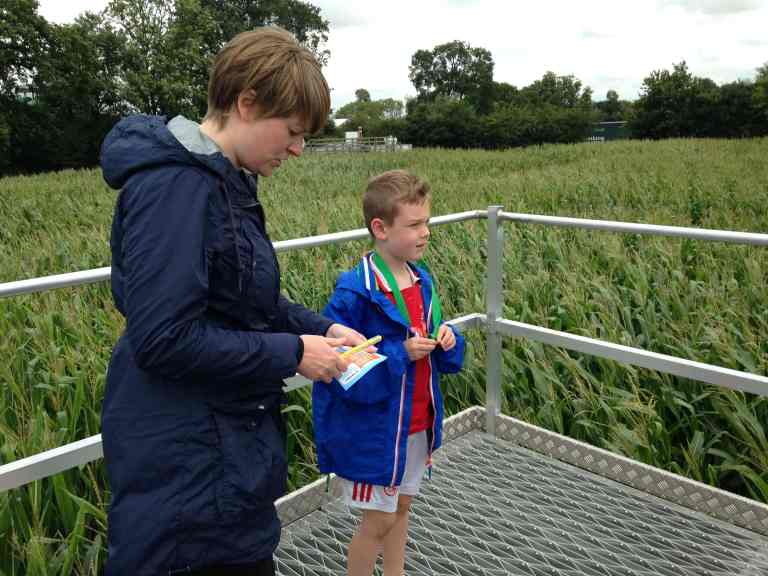 York Maze rating